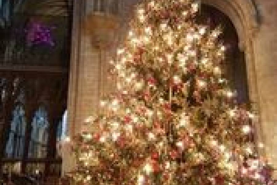 Large Christmas Tree in Ely Cathedral decorated with Christmas lights 